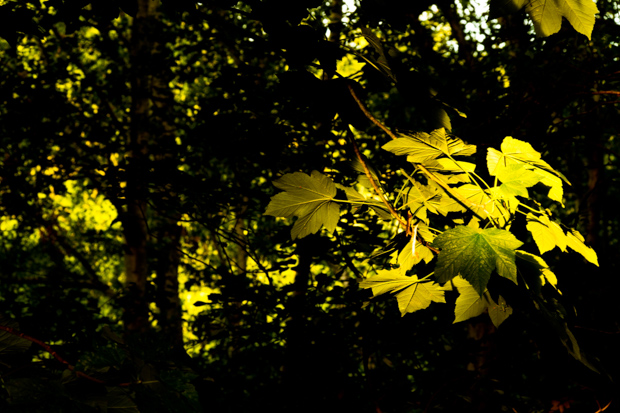 'Shaft of Light' by David Vowles. Image 1